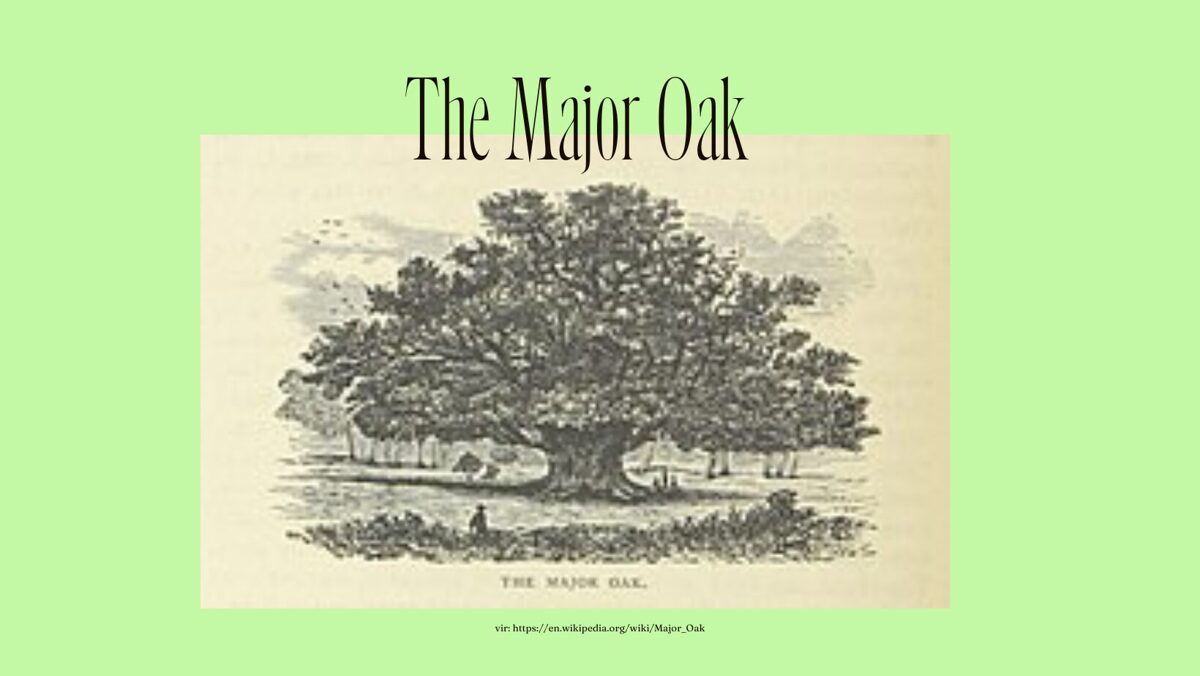 The Major Oak - velik angleški hrast