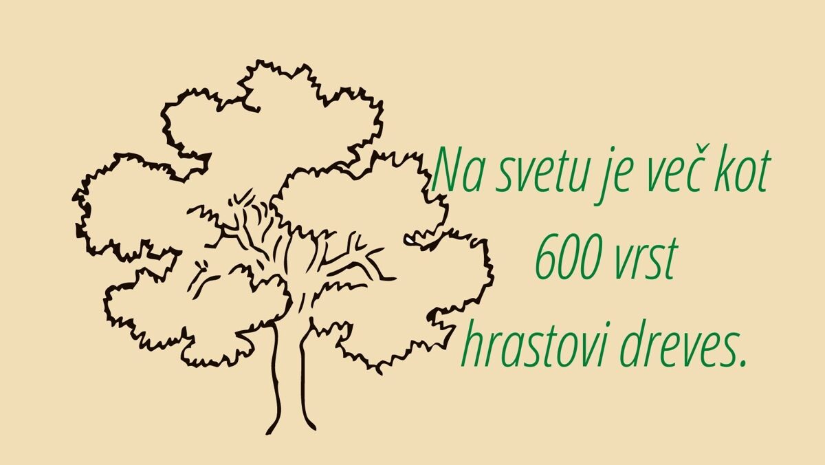 Na svetu je več 600 vrst hrastovih dreves.